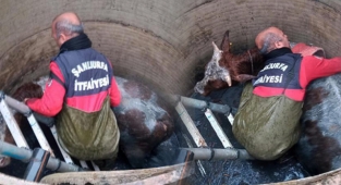 Şanlıurfa'da mahsur kalan inek böyle kurtarıldı