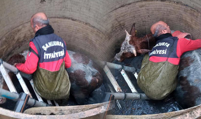 Şanlıurfa'da mahsur kalan inek böyle kurtarıldı