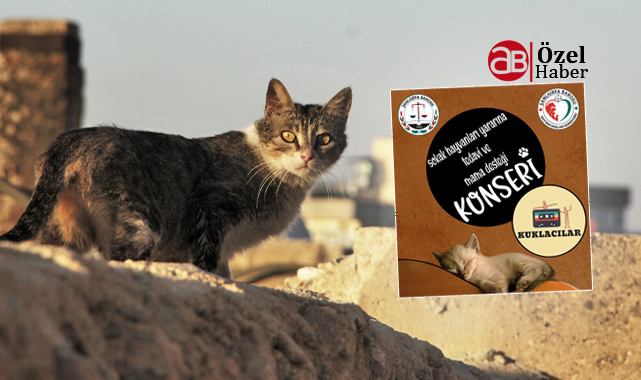 Şanlıurfa’da sokak hayvanları yararına konser düzenlenecek