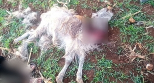 Şanlıurfa'da sokak köpekleri keçileri parçaladı