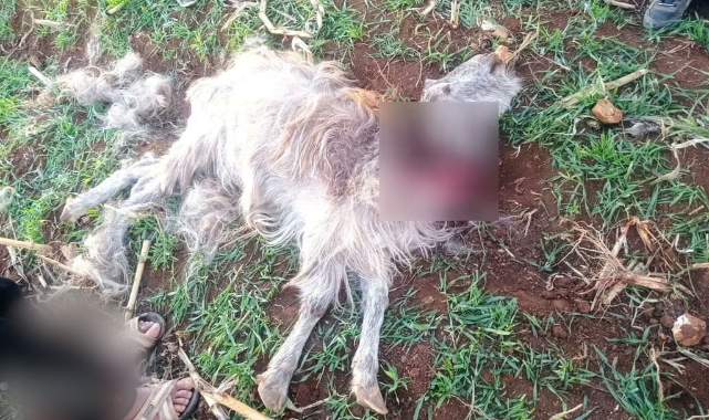 Şanlıurfa'da sokak köpekleri keçileri parçaladı