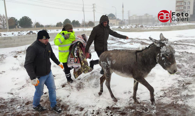 Şanlıurfa’nın ilçesinde sokak hayvanları için harekete geçildi