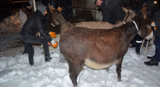 Siverek'te başıboş gezen eşekler toplatıldı