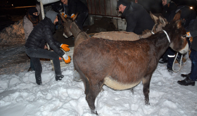 Siverek'te başıboş gezen eşekler toplatıldı