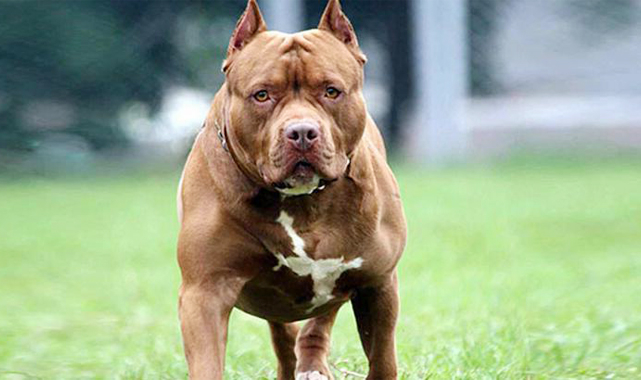 Türkiye genelinde kaç yasaklı ırk kayıt altına alındı?