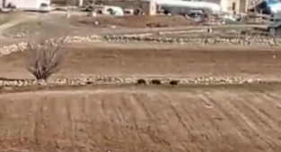 Urfa'da aç kalan yabani hayvanlar mahalleye geldi