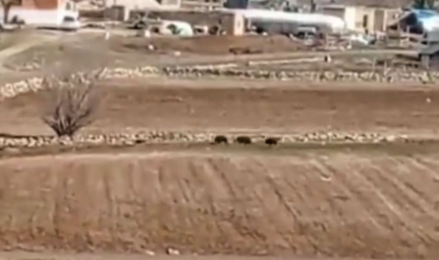 Urfa'da aç kalan yabani hayvanlar mahalleye geldi