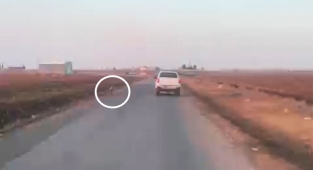 Viranşehir'de köpeğe ateş ederek kaçan şahıs yakalandı