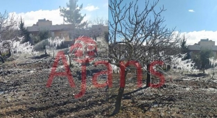 Yanlış sulama ağaçları buzdan heykele çevirdi