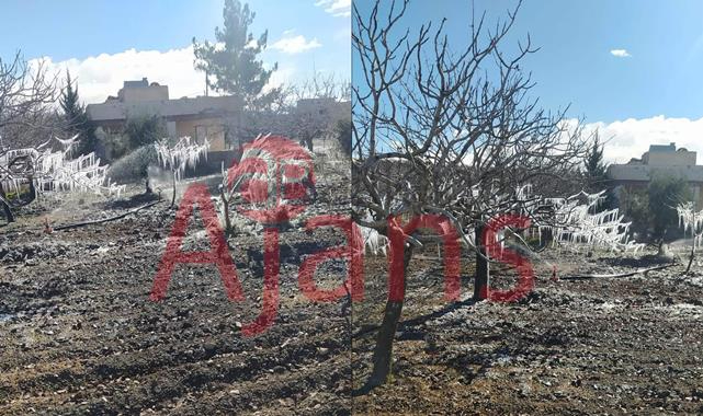 Yanlış sulama ağaçları buzdan heykele çevirdi