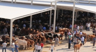 Yaylak Hayvan Pazarı hakkında flaş gelişme