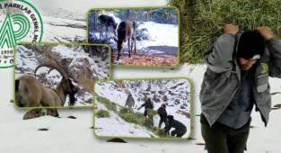 Aç kalan yabani hayvanlara 1400 ton yem verildi