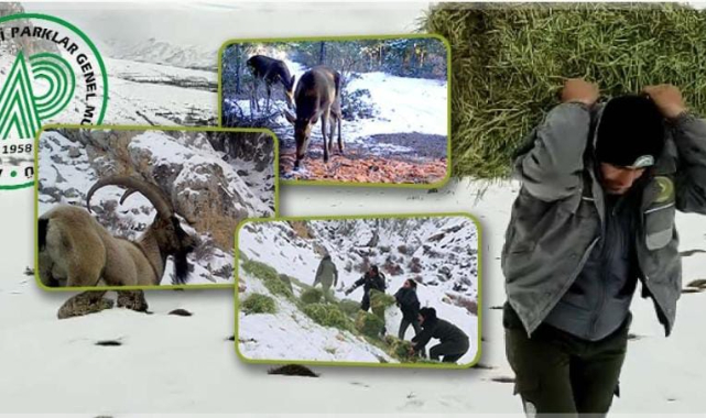 Aç kalan yabani hayvanlara 1400 ton yem verildi