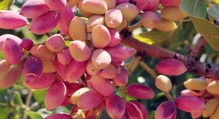 Antep fıstığında fiyatlar yükselişe geçti