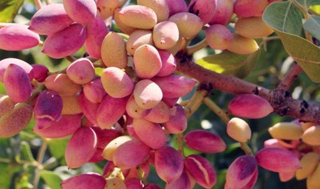 Antep fıstığında fiyatlar yükselişe geçti