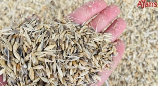 Arpa ve mısır fiyatlarında son durum