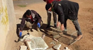 Ayağı kırılınca barınak ekipleri seferber oldu