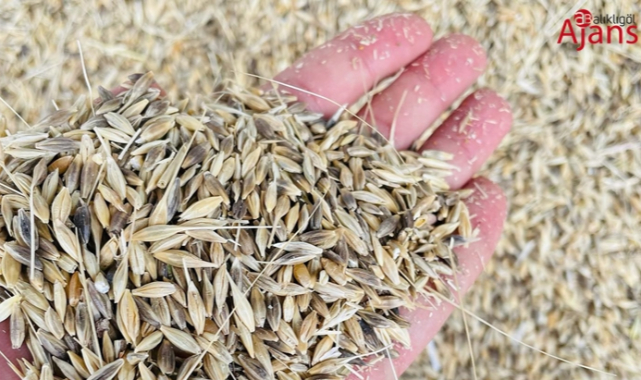 Buğday ve arpa fiyatlarında yükseliş: İşte güncel fiyatlar