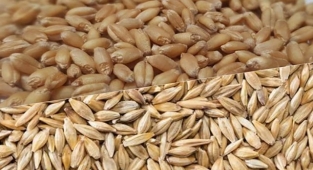 Buğday ve arpa fiyatlarında son durum