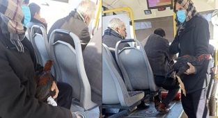 Elinde horoz ile otobüste seyahat etti