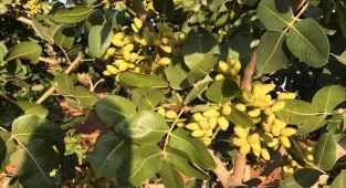 Günlük Antep fıstığı fiyatları belli oldu