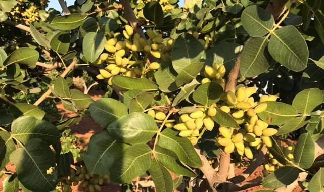 Günlük Antep fıstığı fiyatları belli oldu