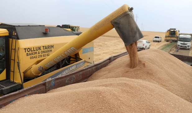 Günlük buğday ve hububat fiyatları belli oldu