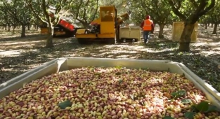 Günlük fıstık fiyatları belli oldu