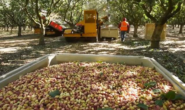 Günlük fıstık fiyatları belli oldu