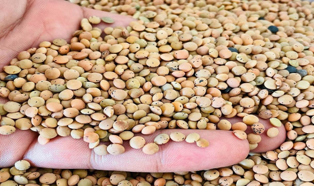 Hububat ve bakliyatta fiyatlar düşüşe geçti