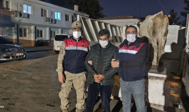 JASAT hayvan hırsızını suçüstü yakaladı