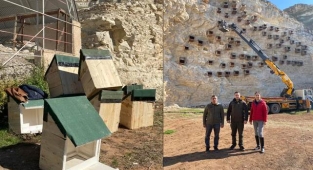 Kelaynak üreme istasyonunda çalışmalar başlatıldı