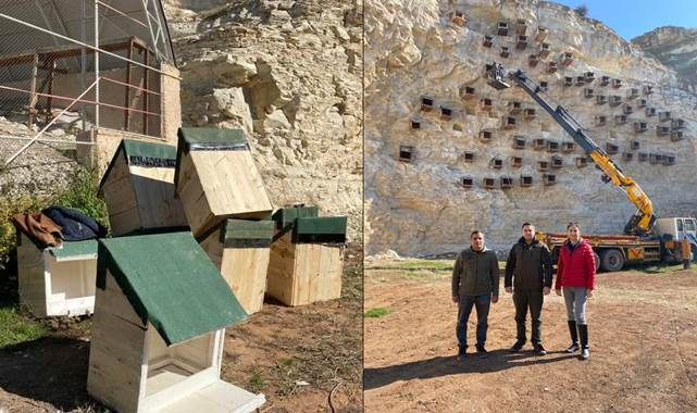 Kelaynak üreme istasyonunda çalışmalar başlatıldı