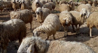 Mersin'de çalınan koyunlar Şanlıurfa'da bulundu