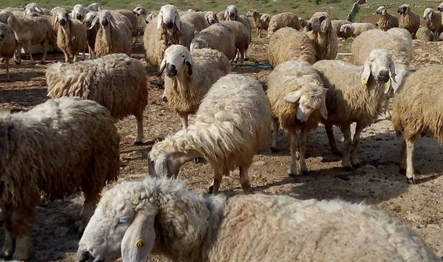 Mersin'de çalınan koyunlar Şanlıurfa'da bulundu