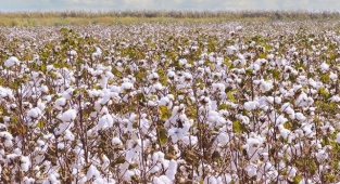 Pamuk fiyatları 40 TL bandına geldi