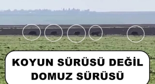 Şanlıurfa'da domuz sürüsü şaşkınlık yarattı