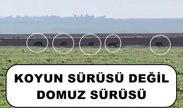 Şanlıurfa'da domuz sürüsü şaşkınlık yarattı