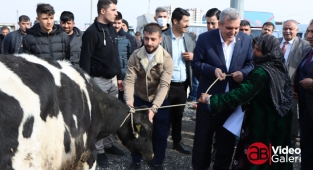 Şanlıurfa'da hayvancılığa destek adımı