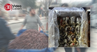 Şanlıurfa’da kilosu 5 liradan satılan hurma küflü çıktı