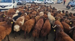 Şanlıurfa'daki küçükbaş hayvan sayısı kaç oldu?