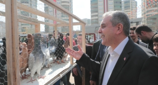 Şanlıurfa güvercin güzellik yarışmasında kıyasıya mücadele