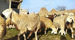 Şanlıurfa'ya has koyun ırkı sağlamlığıyla dikkat çekiyor