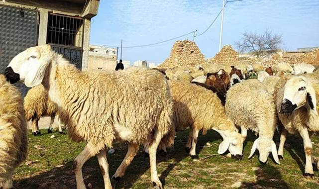 Şanlıurfa'ya has koyun ırkı sağlamlığıyla dikkat çekiyor