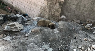 Sokakta telef olmak üzereyken bulundu