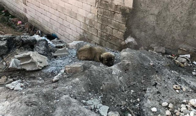 Sokakta telef olmak üzereyken bulundu