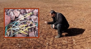 Suruç ovasında ekinler vurgun yedi! Çiftçi perişan