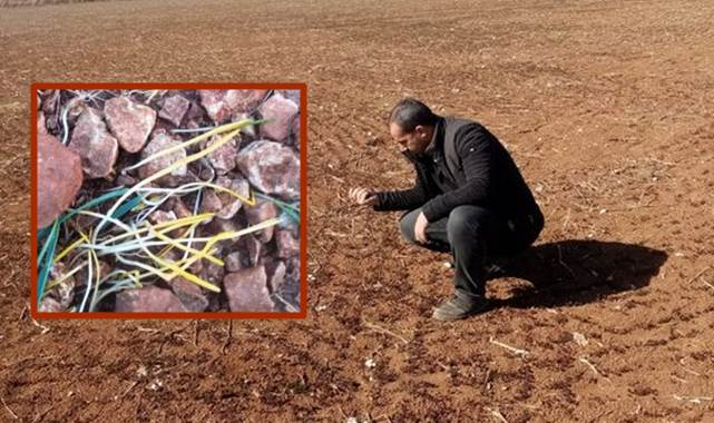 Suruç ovasında ekinler vurgun yedi! Çiftçi perişan