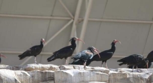 Tekrardan doğal yaşam alanlarına salındılar