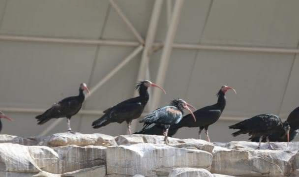 Tekrardan doğal yaşam alanlarına salındılar